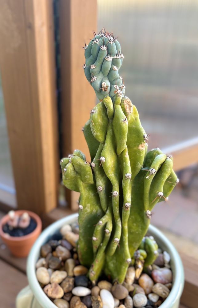 A cutting of a Cereus peruvianis in monstrose form. It has a random growing pattern that causes abnormal, but very interesting shapes. It's light green with deep ridges. There's new growth on top that's much more blue in color.