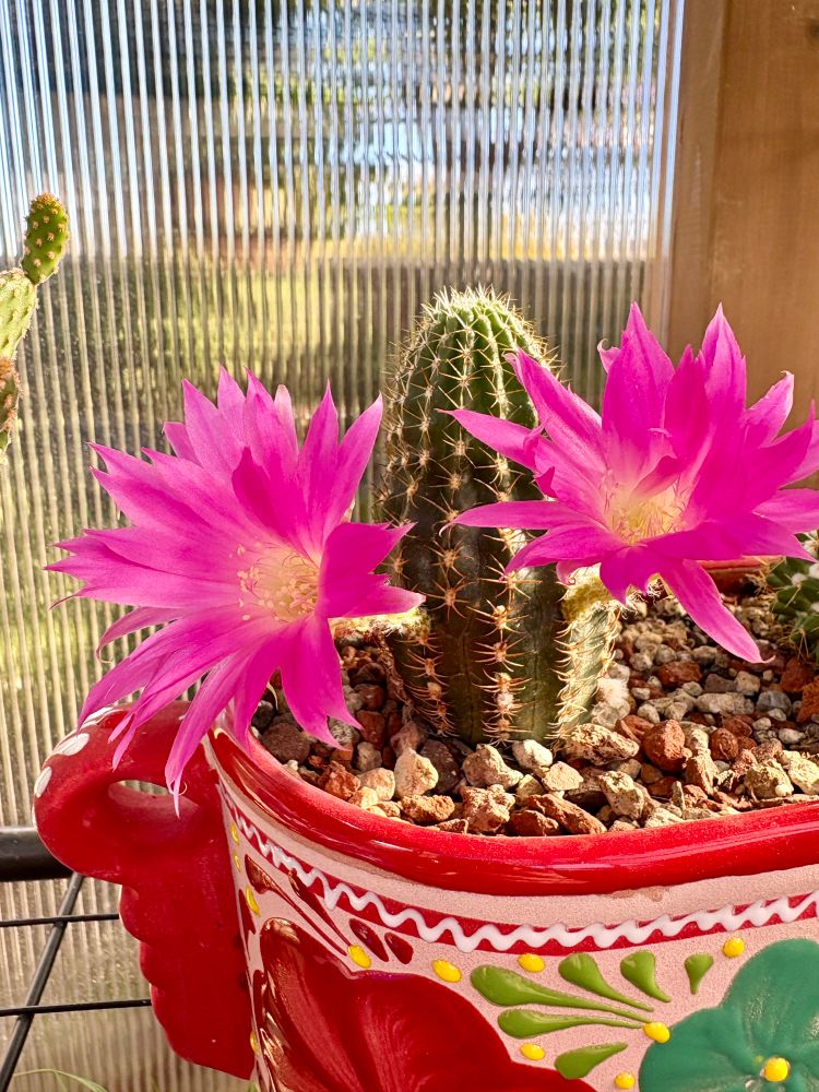 A Melocactus canoideus with two large magenta flowers. It's in a Talavera pot with other cactus.