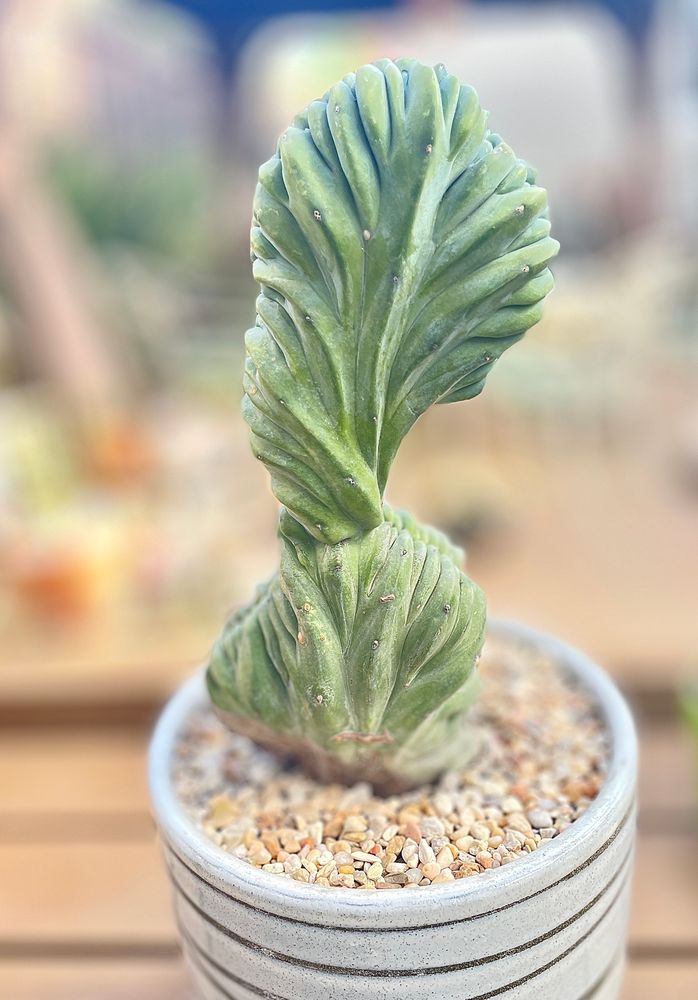 This young(ish) crested blue myrtle cactus is about a foot tall and is light green. Its shape is slightly curved and twisted with tight ridges. It's in a white pot.
