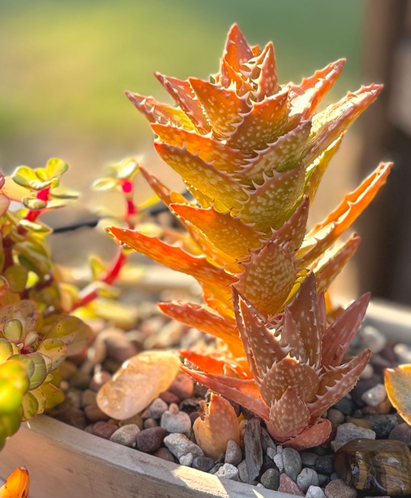A dwarf aloe labeled as 