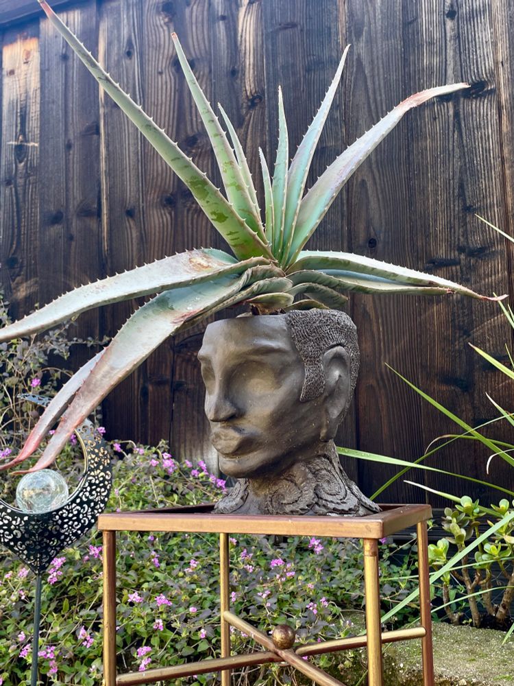 A mature aloe compressa on a gold plant stand. It has long leaves in a fan shape with the newer growth at the center. The leaves are light green and have teeth on the edges. The pot is brown and reflects a man's face with ornate designs in the neck area.