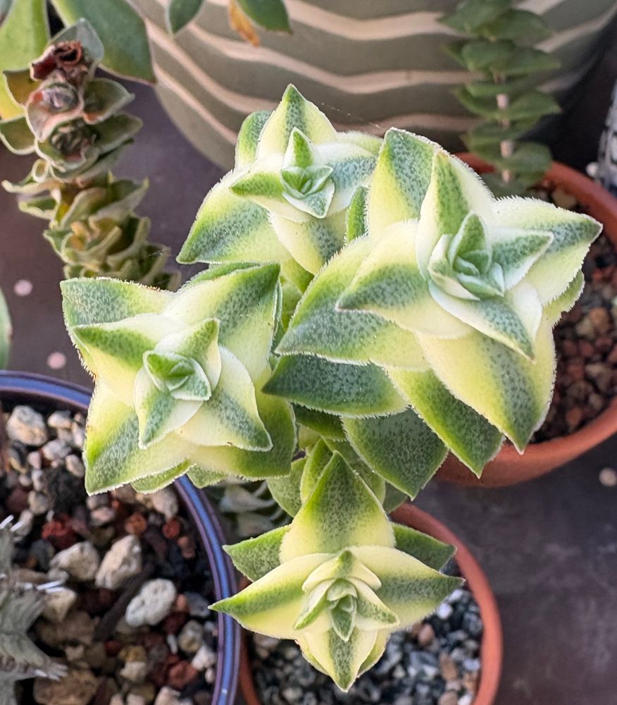 A variegated String of buttons coming out of summer dormancy with new growth on the tips of four stems. The small leaves are in a geometric square shape with yellow and green coloration. 