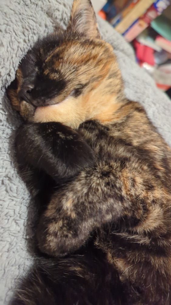 A photo of my tortoiseshell cat Tortellini