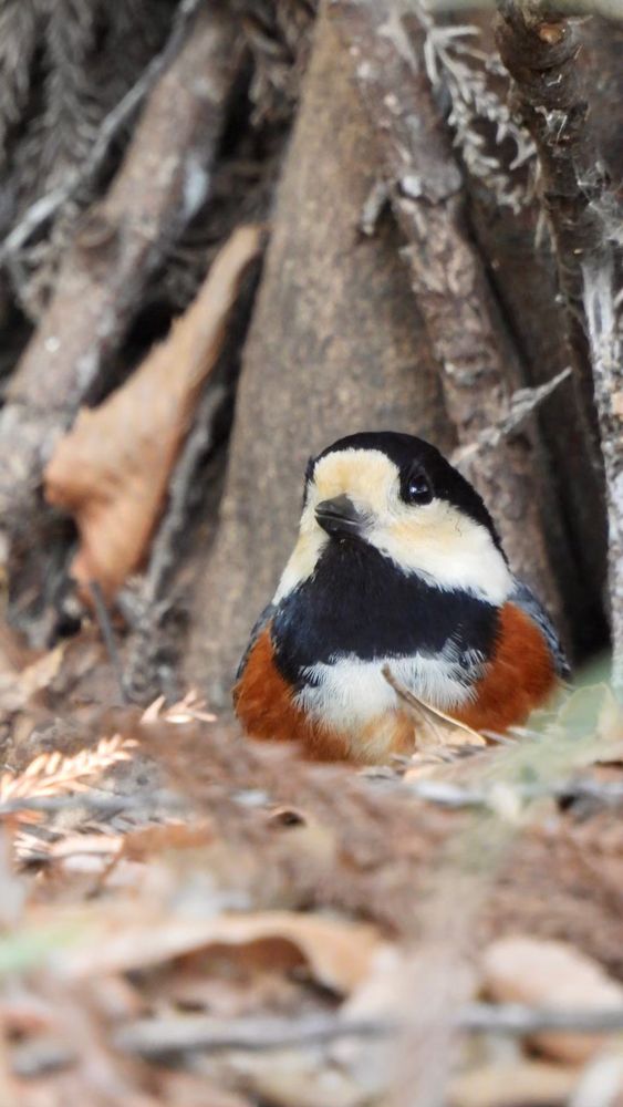 孝夫の近所の生き物