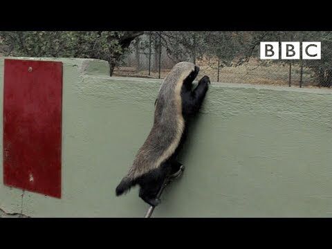 Stoffel, the honey badger that can escape from anywhere! - BBC