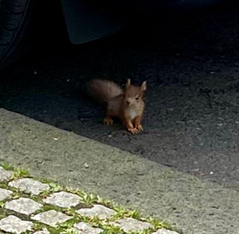 Picture of a baby/juvenile European red squirrel.