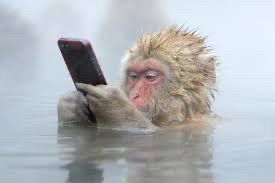 Chimp reading smart phone in river