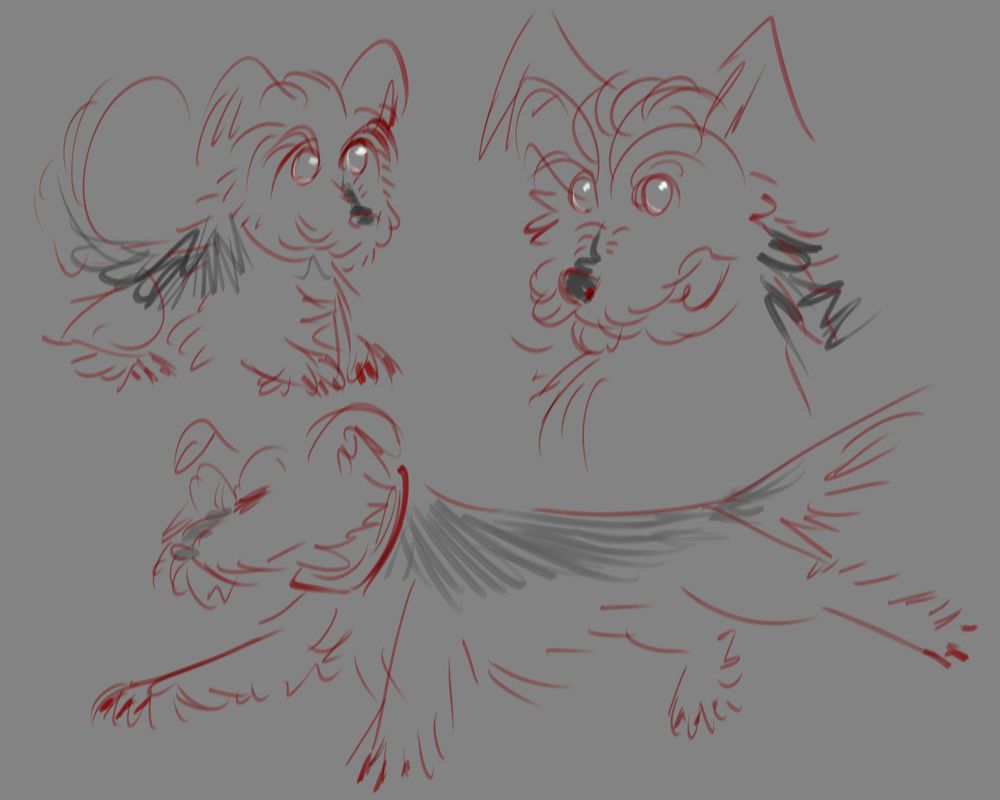 rough digital sketches of a yorkshire terrier