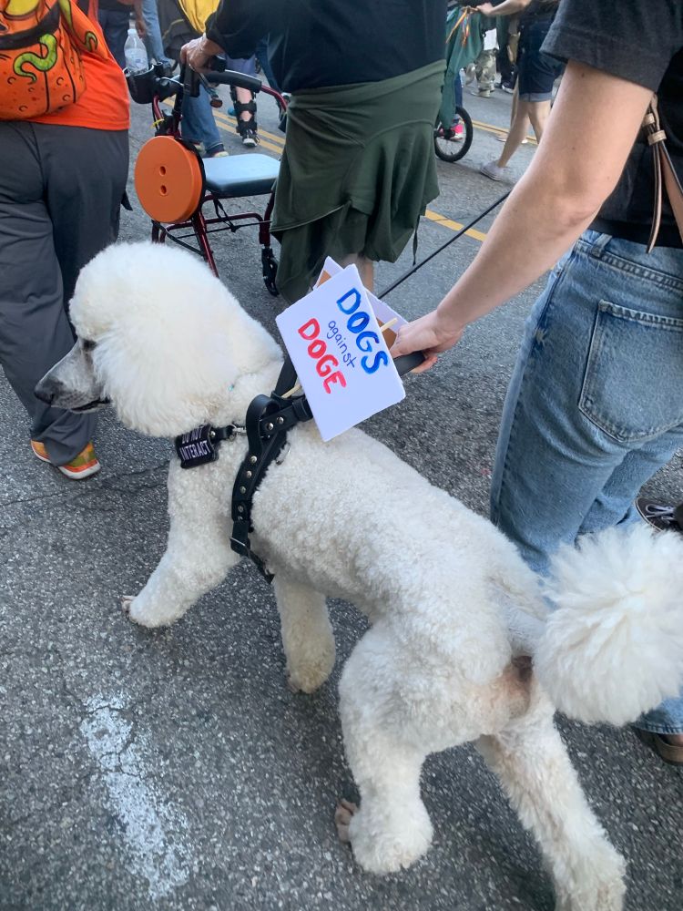 Large, well-groomed white dog with a harness and “dogs against doge” sign. 