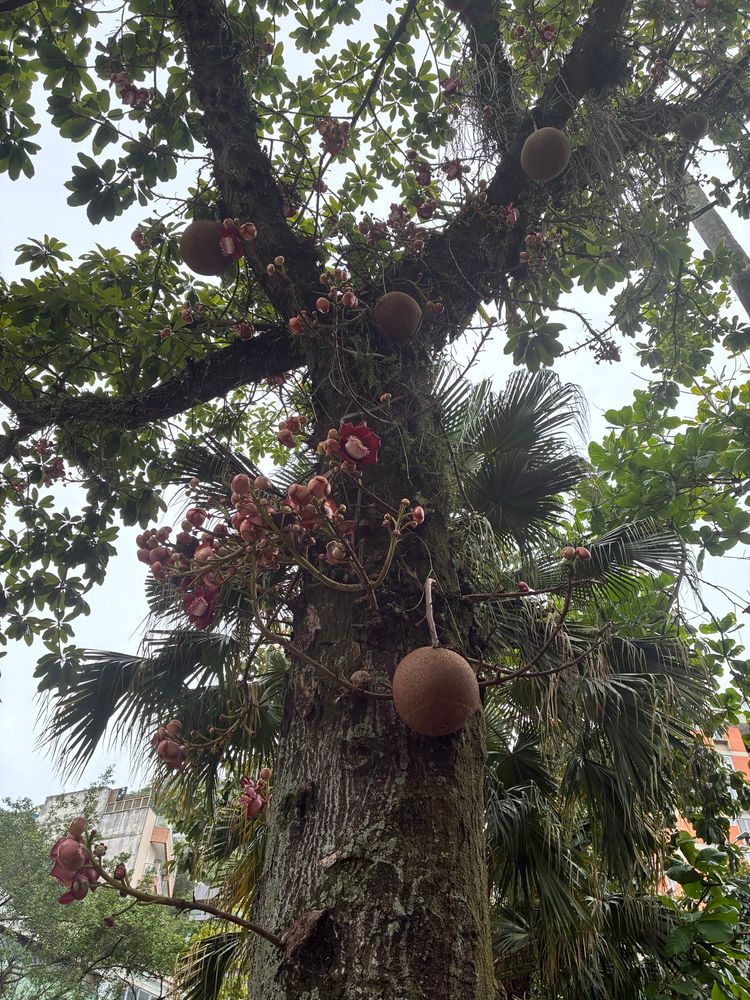 Cannonball Tree