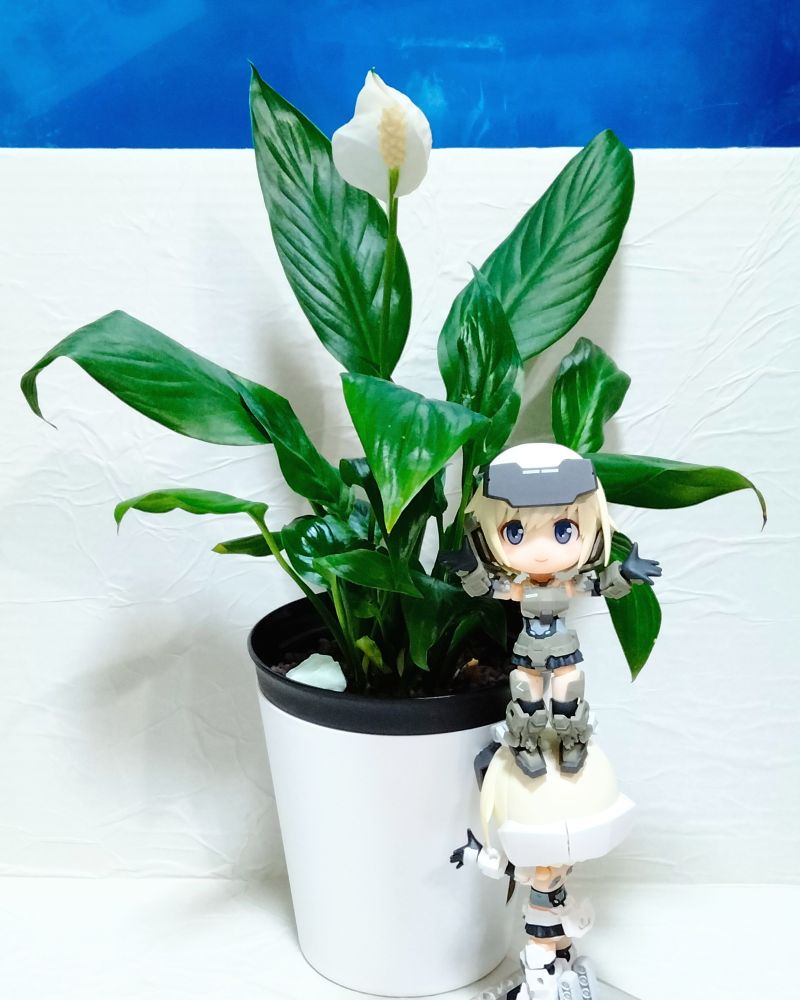 スパティフィラムの開花
白い部分は仏炎苞(ぶつえんほう)で、中に黄色い花を咲かせています