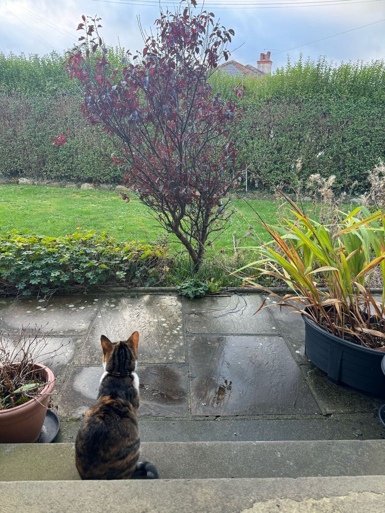 A small tabby cat sits on a stone step, back to the camera, staring contemplatively out onto a damp garden.  She is confused as to how her owner can switch off the shower but not the rain.  Maybe they aren’t as omnipotent as she once thought.