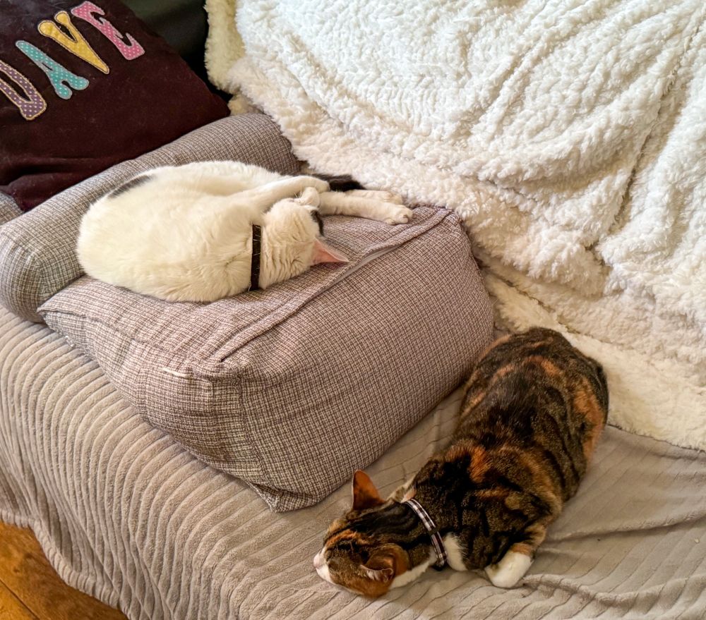 Two cats lay asleep on a sofa. The white cat on the left is curled in a U shape, with his nose tucked into his straight back legs in a way that his owner will never achieve with a lifetime of yoga. The tabby on the right is stretched out, with her chin on the sofa. They are exhausted by a tough day of sleeping.