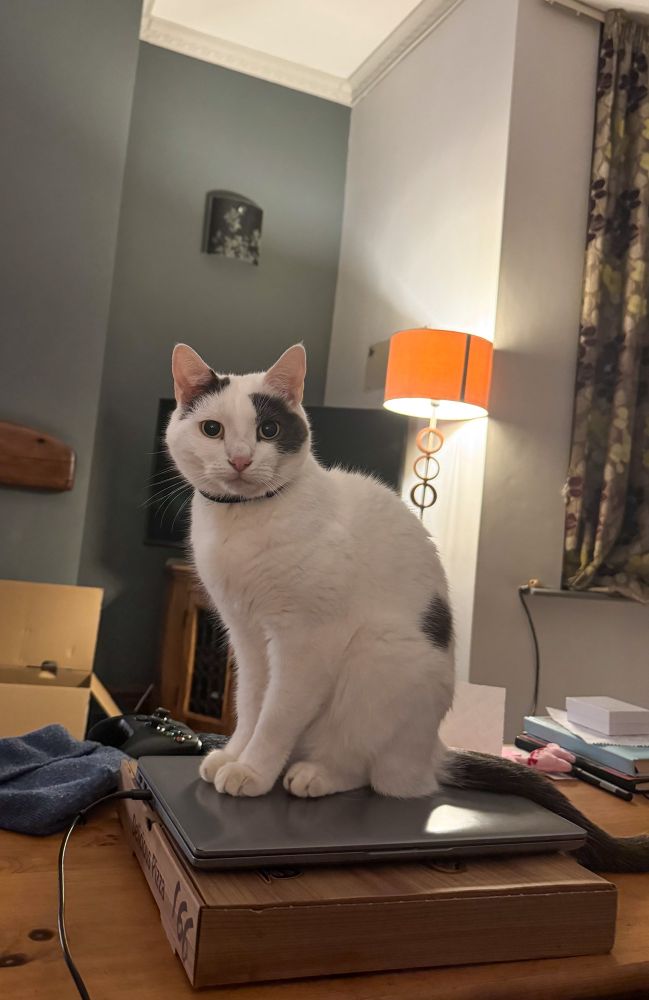 A white cat sits on a laptop on a messy coffee table, a lit stand lamp behind him. His eyes are full of mute appeal. Unfortunately for this poster, he himself, is not mute.  It remains to be seen, who breaks first.