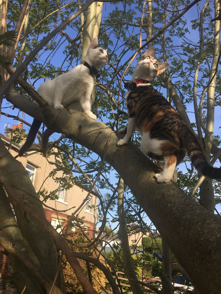 Two cats standing on a tree branch, one white and one tortie. Late afternoon sun shines through the branches and they are both staring intently at something off screen (spoiler alert - they saw a bird). A house stands behind the tree. 