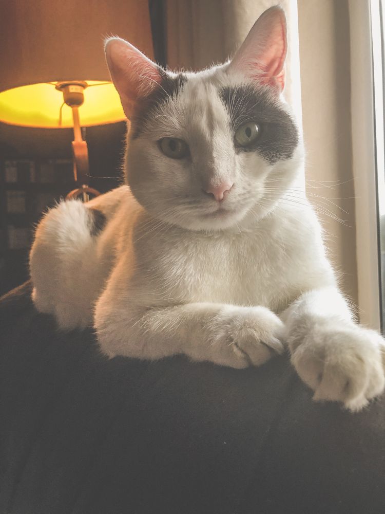 A white cat with a black eyepatch lounges on the back of a sofa, a lit lamp behind him. He’s judging you with his eyes.  And if you don’t move right now, the sentence *will* be severe.