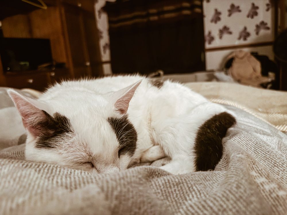 A white cat with black spots sleeps peacefully curled up on a grey, checked, brushed cotton duvet.

Unfortunately this means his owner, on whose legs he sleeps, will now have to stay in this position until dawn.  He will then wonder why they are grumpy and keep rubbing their neck.