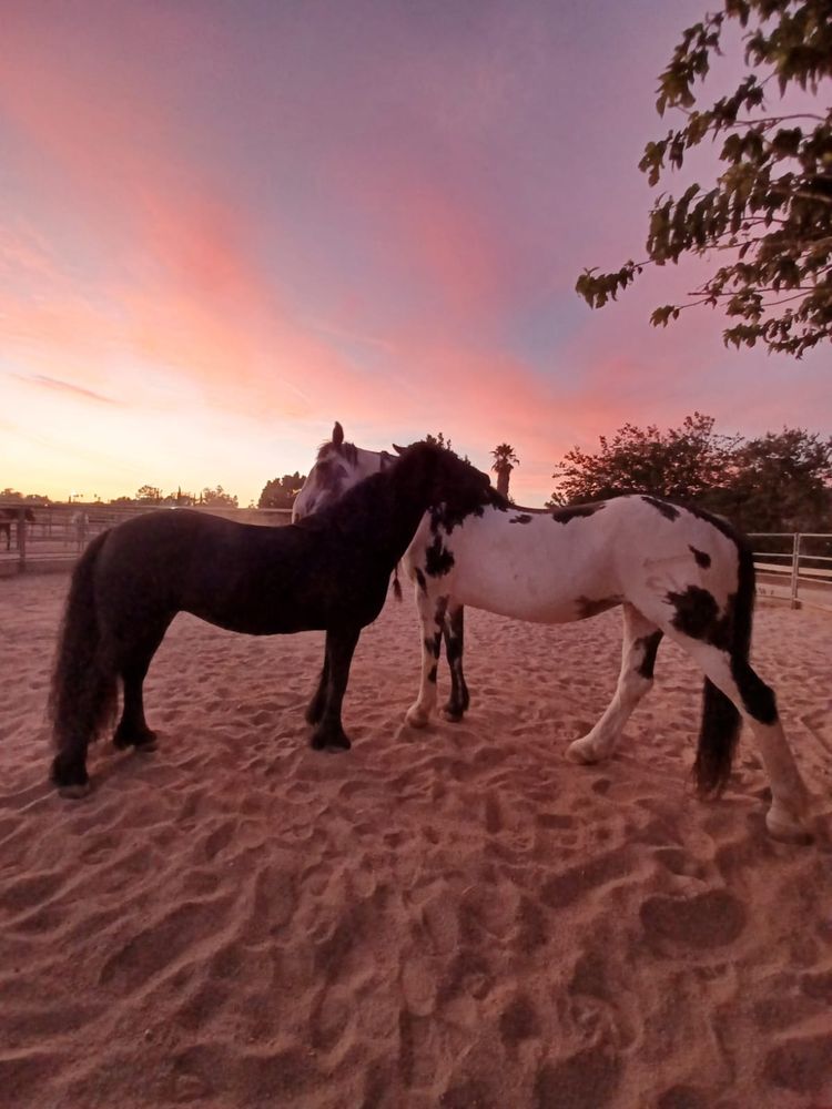 a small black horse and a large spotted horse grooming eachother beneath a sunset