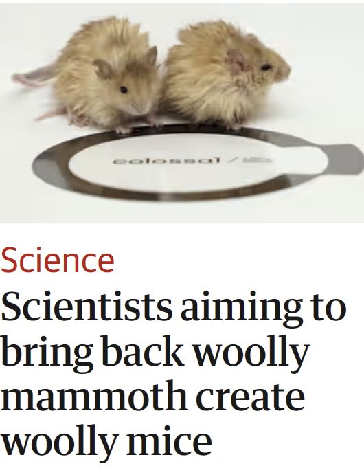 Scientists aiming to bring back woolly mammoth create woolly mice