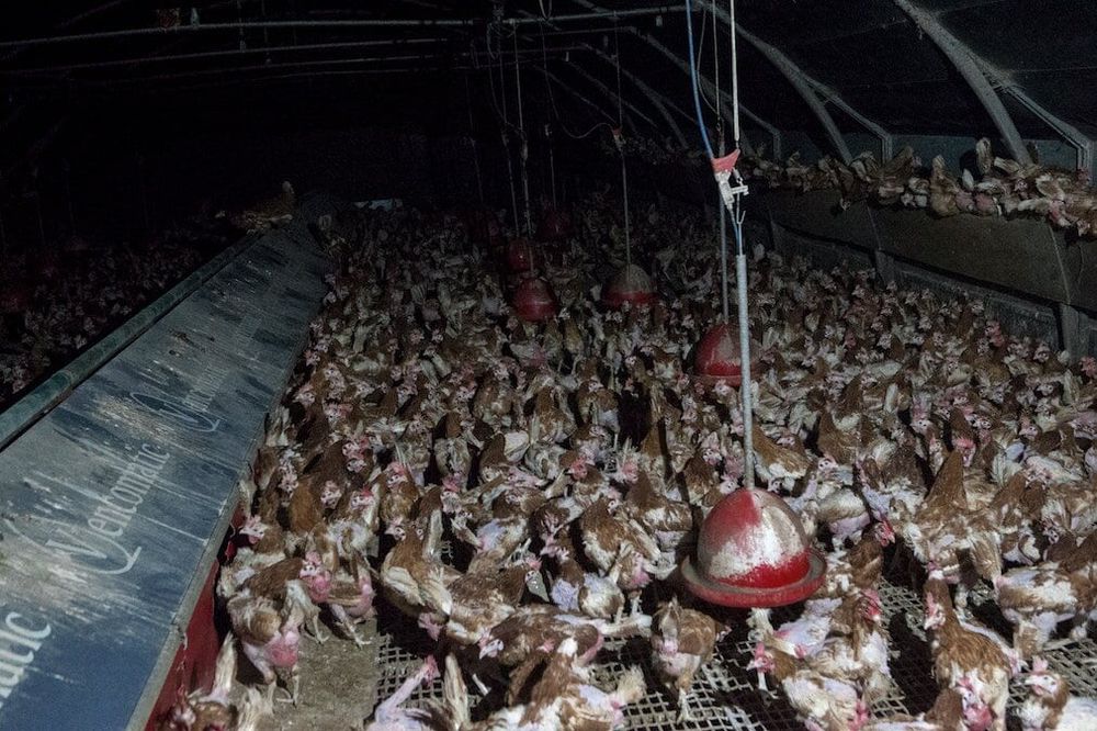 Photo taken in a free-range egg farm