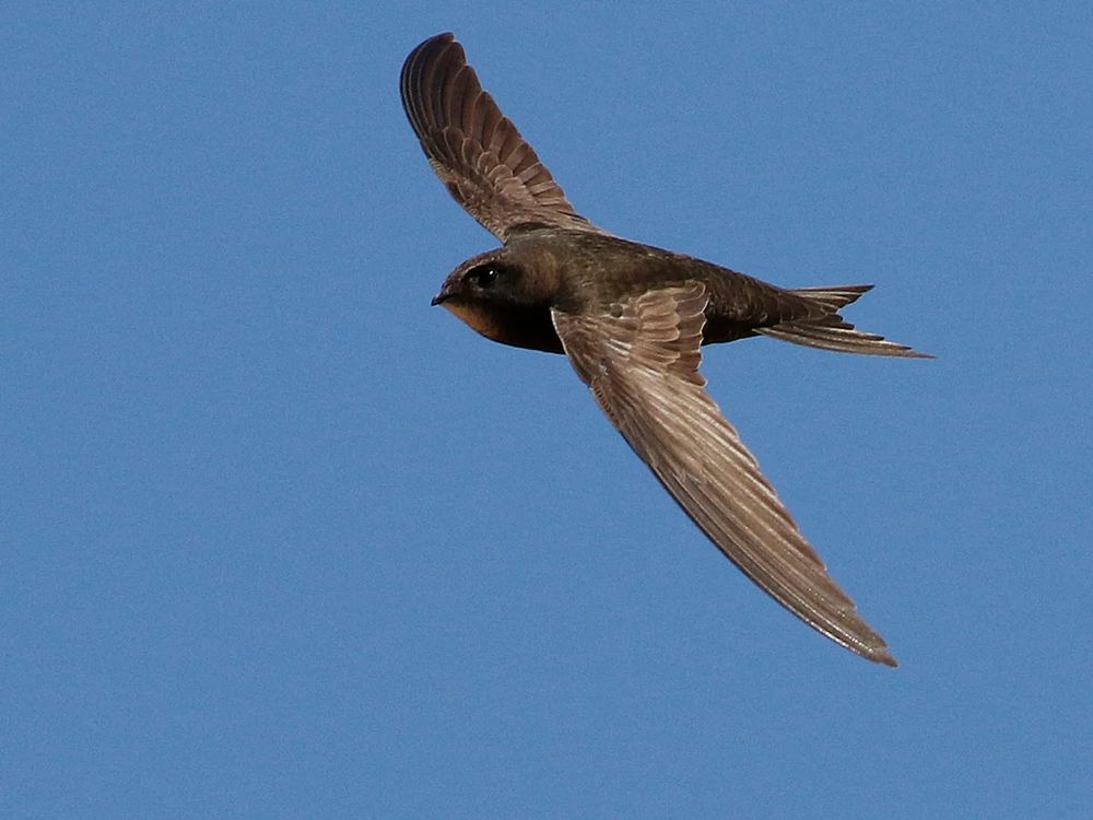 A swift on the wing. Photo by N. Camilleri/Lund University/PA