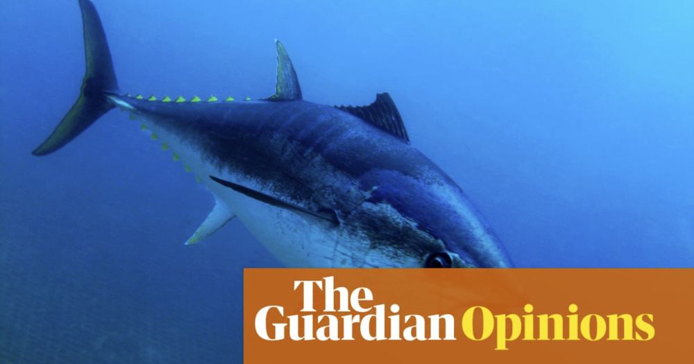 A wondrous fish has made a miraculous return to UK seas. Why are ministers so keen to see them all killed? | George Monbiot