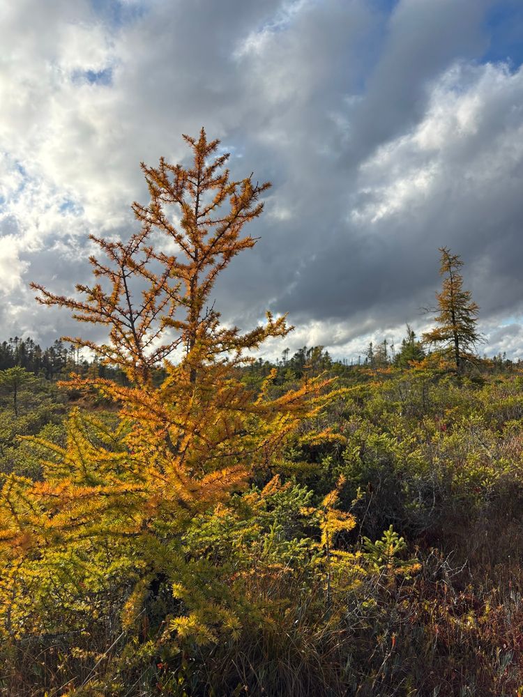 A photo of a small larch tree (a conifer) with its needles turning orange and yellow. It’s surrounded by moss and small woody shrubs in green, red, and brown, beneath a dynamic grey-blue sky.