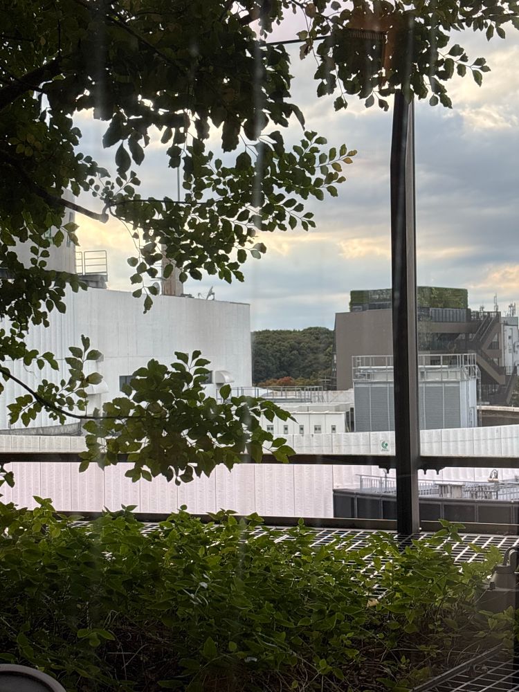 Through a high floor window ornamental trees are in the foreground and the densely treed MeijiJingue parklands can be seen in background. Rooves of buildings in between. 