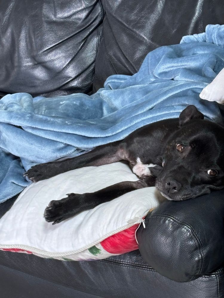 A spoilt black dog is on a pilow on the lounge, under a blanket. 