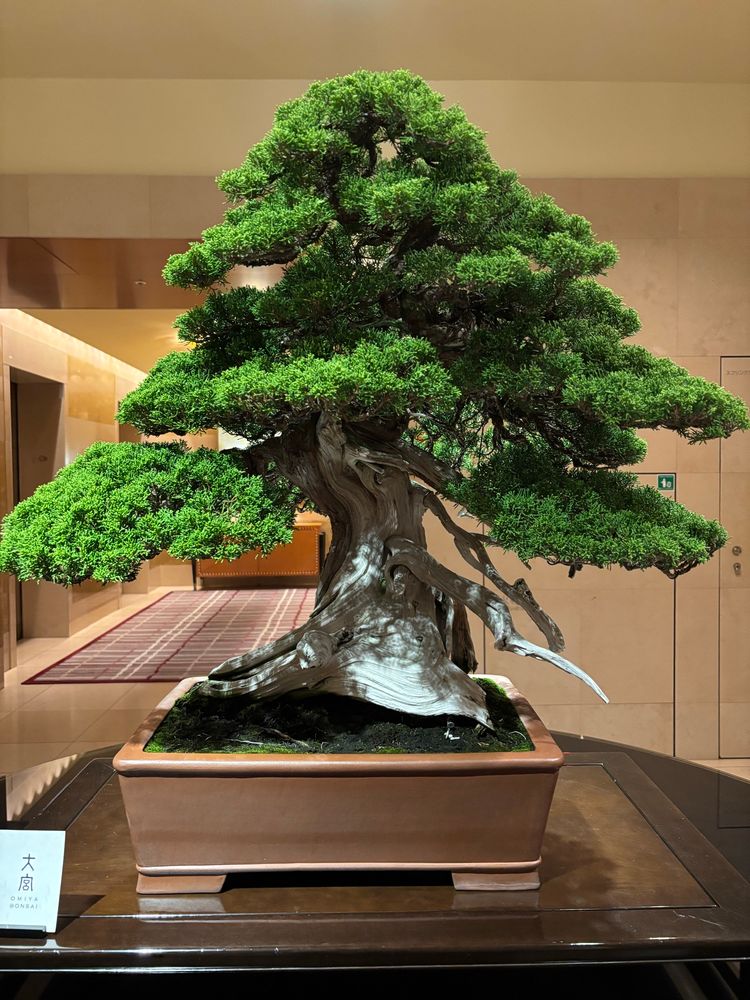 A Shimpaku bonsai, aka Japanese Juniper, sits on a table in the foyer of The Ritz in Roppongi. The trunk is wide and gnarled and the bright green branches are perfectly balanced. It’s the absolute replica of an enormous tree, miniaturised. It is estimated to be over 300 years old. 