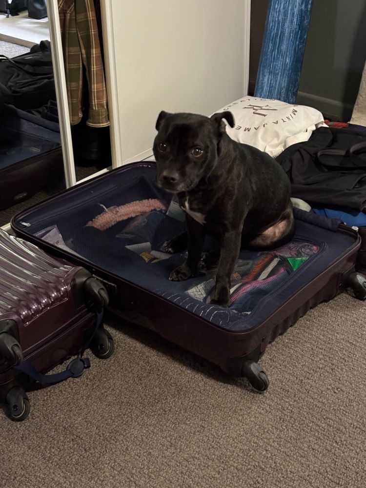 A dog sits upon an opened but packed suitcase looking directly at the camera. 