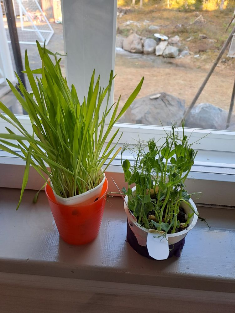 Rehevä ohran oras ja herneen versot kasvamassa purkeissa.