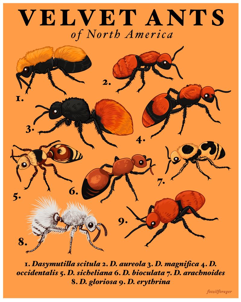 An illustrated poster showing 9 different species of velvet ants, which are actually female flightless wasps. They are mostly brownish, yellow, orange, and red in color, with various degrees of black markings. They are illustrated on a vibrant orange background. 