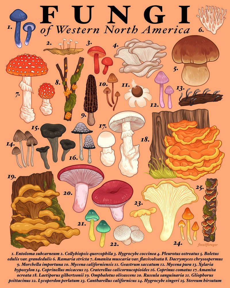 An illustrated poster depicting 25 species of fungi found in the western region of North America. They are found in many diverse shapes and sizes of many colors, including orange, cream, red, and even green + blue. The poster has a light orange background and a key at the bottom with scientific names. These species include the fly agaric, California golden chanterelle, chicken of the woods, hairy curtain crest, bloody brittle gill, parrot mushroom, puffball, shaggy mane, black trumpet, jack-o-lantern, mica cap, bolete, oyster, and more! 