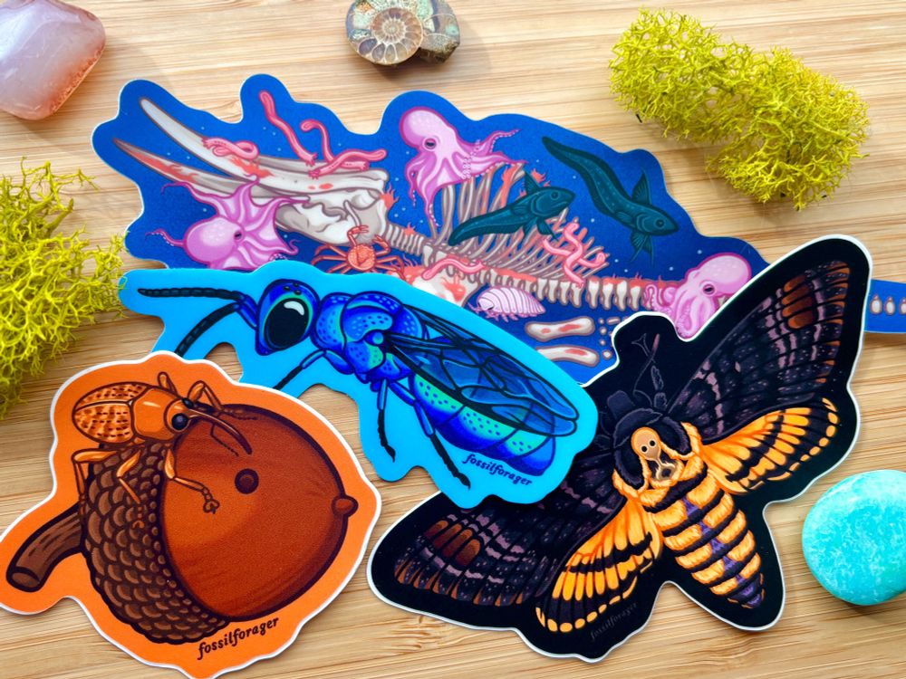 An image showcasing 4 of my newer sticker designs: an acorn weevil, a cuckoo wasp, a death’s head hawk moth, and a whale fall! 