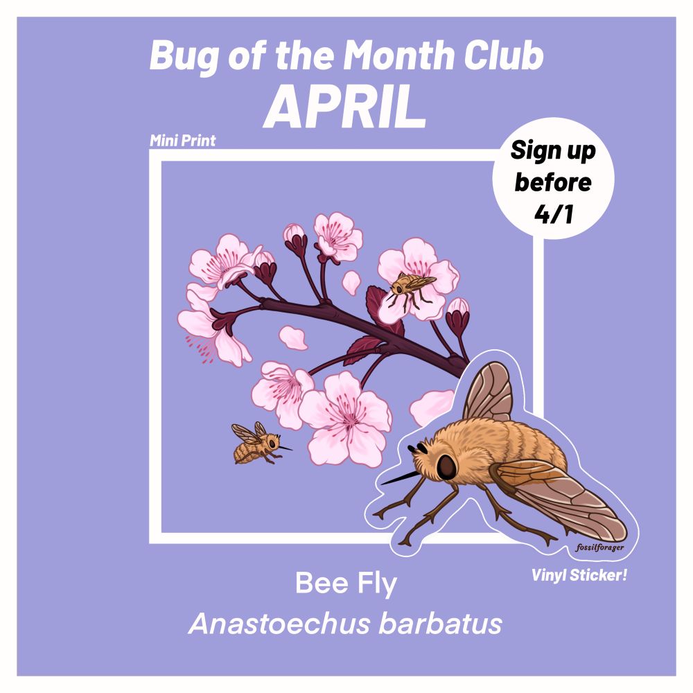 An image showcasing a square art print and a vinyl sticker for my monthly bug of the month club. The featured insect is a bee fly, a fluffy yellowish-brown fly that somewhat resembles a bee. It has a long proboscis and 2 veined semi transparent wings. The print shows the bee fly hovering and flying around plum blossoms. 