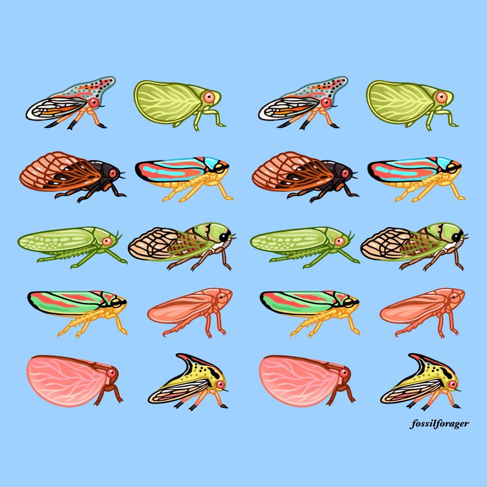 An illustration featuring 10 species of insects alternating in a pattern against a light blue background. From top row to bottom, there is an oak treehopper, a planthopper, a 17-year cicada, a candy-striped leafhopper, a green leafhopper, a superb dog-day cicada, a rhododendron leafhopper, a froghopper, a pink planthopper, and a thorn treehopper.