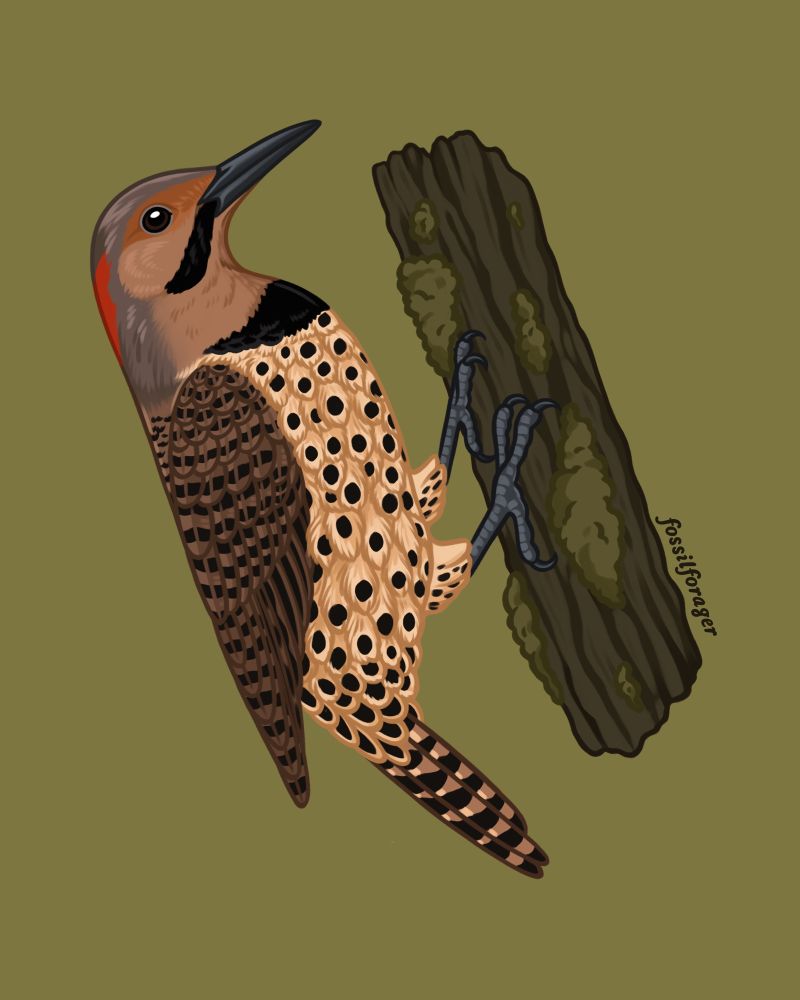 An illustration of a Northern flicker, a type of woodpecker that is mostly brown and grey with a soft yellow/beige underbelly. It has a red spot on the back of the neck and a black “mustache” extending from the long pointed bill. The face is a light brown/peach color. The plumage is covered with black spots or stripes throughout the body. It is illustrated on an earthy green background and perched on a slab of mossy wood.