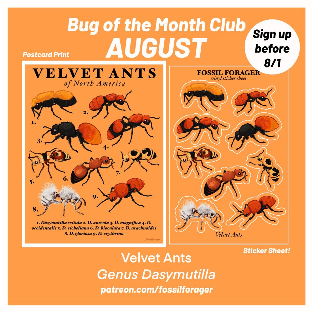 An image showing a mockup of a print and sticker sheet featuring velvet ants! These are my monthly patreon rewards for the month of August. 