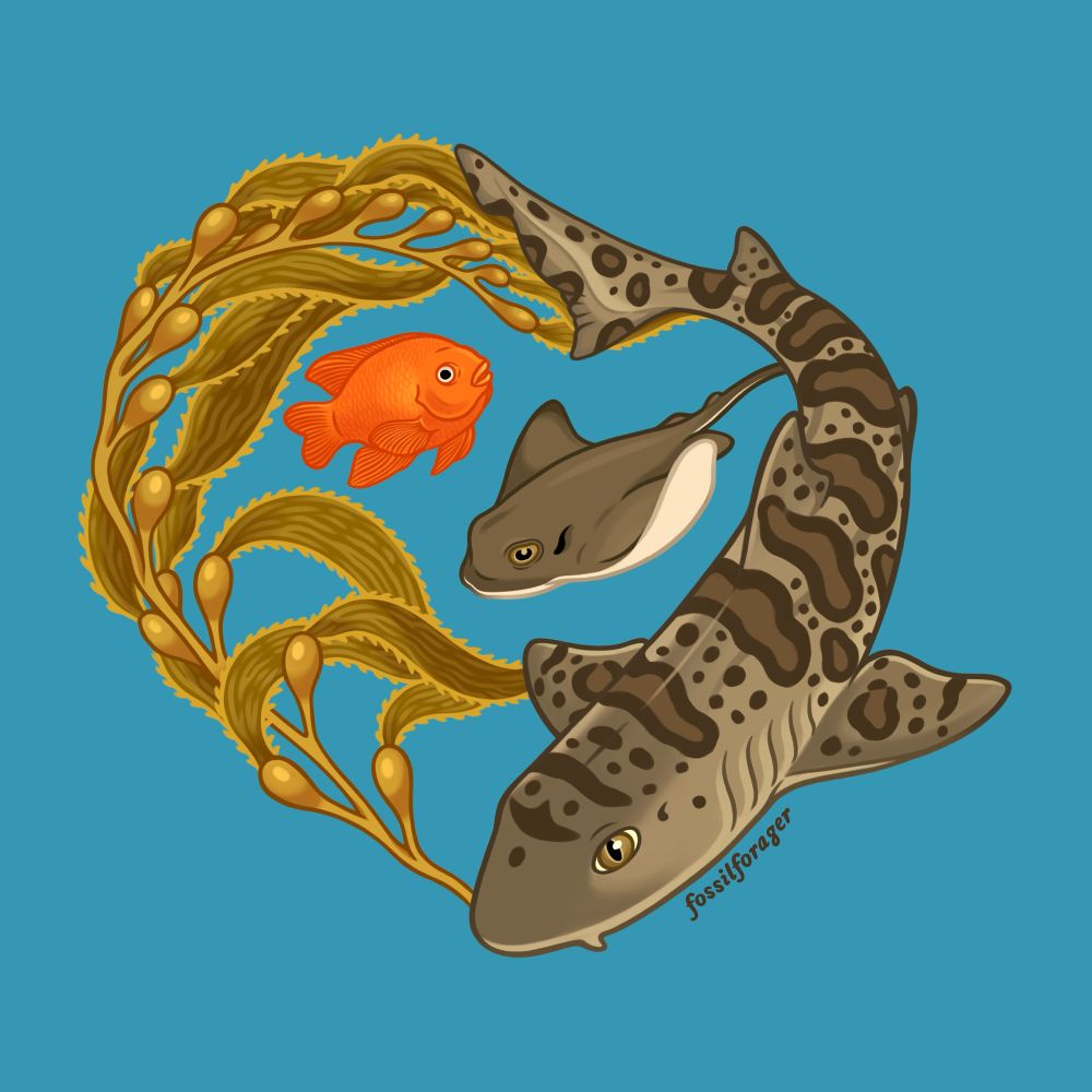 An illustration featuring a leopard shark, bat ray, and the California state marine fish: the garibaldi. They are swimming next to giant kelp and illustrated on a vibrant blue background. 
