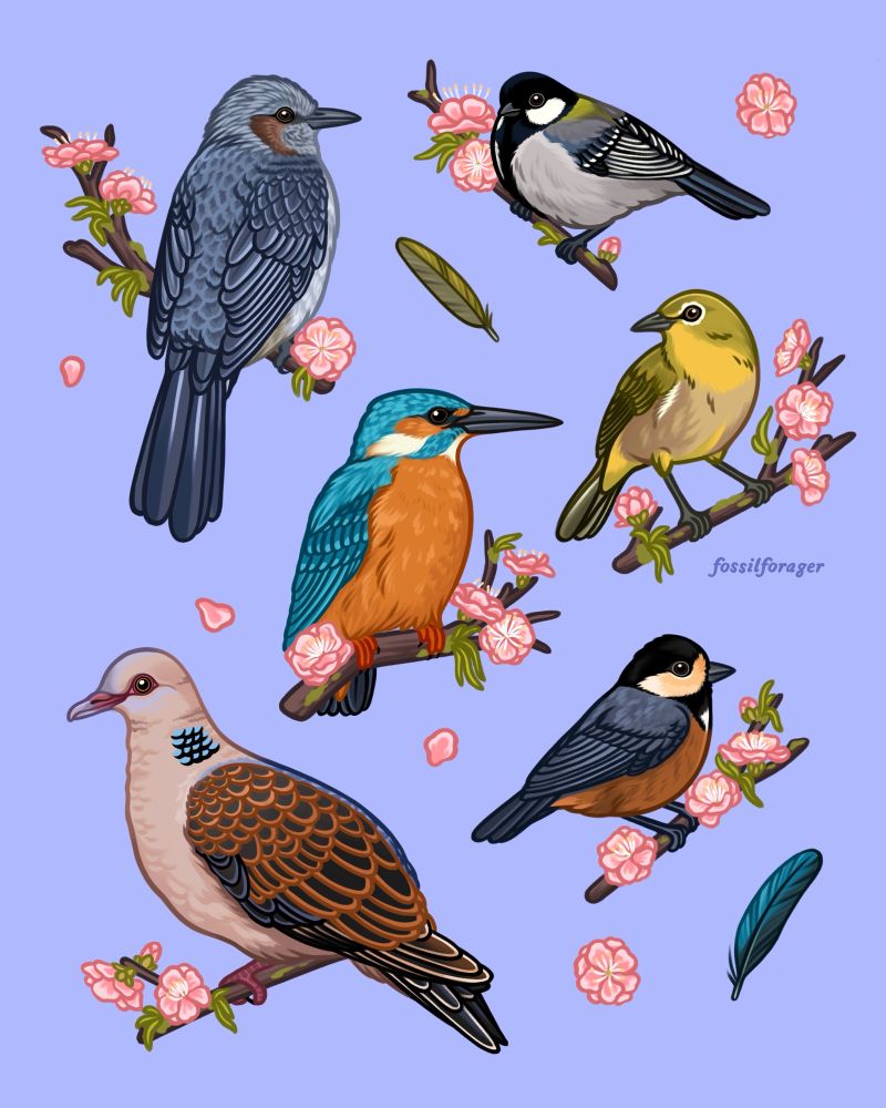 An illustration featuring 6 different species of birds native to Japan, all perched on plum blossom branches with light pink flowers. From top to bottom left to right, the birds featured are: brown-eared bulbul, Japanese tit, common kingfisher, warbling white-eye, rufous turtle dove, varied tit. They are illustrated on a light blue-purple background, with flower petals and feather motifs around them. 