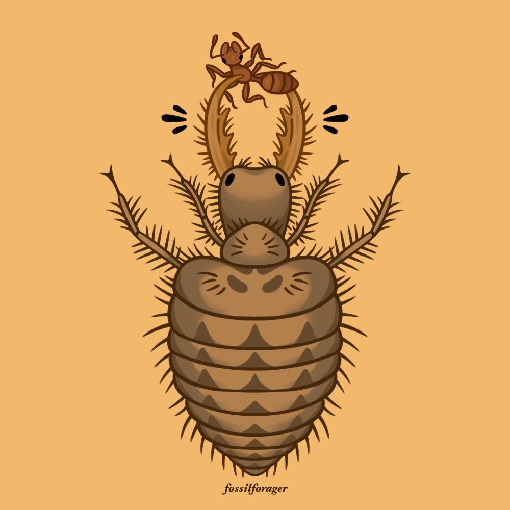 An illustration of an antlion larva, a small brown insect with large, curved fierce mandibles it uses to catch its prey: ants. The body of the insect is covered with long scattered hairs. A small brown ant is caught in its mandibles. It is illustrated on a yellow background.
