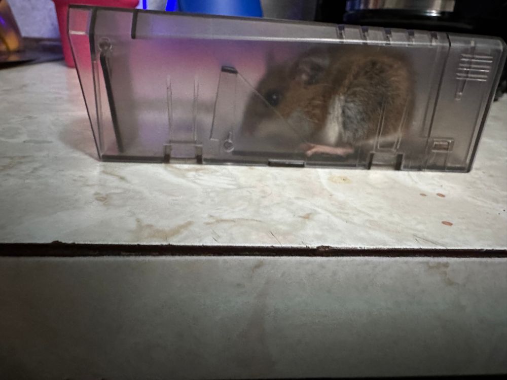 A live mouse trap sitting on a counter with a mouse inside