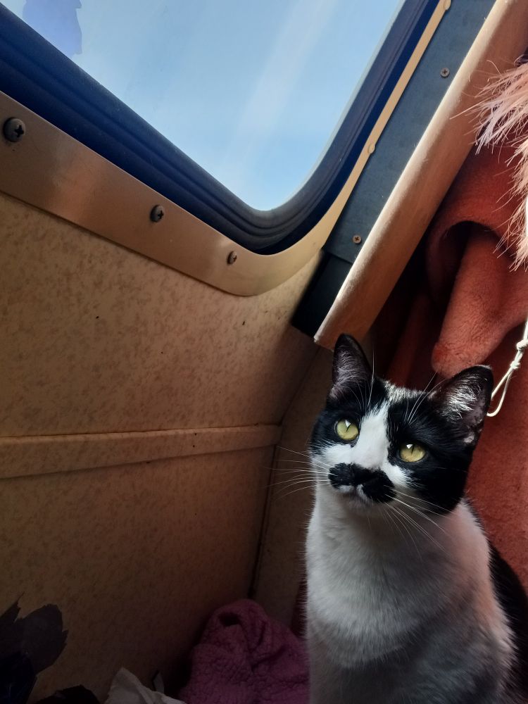 Black and white short haired cat with mustache looking out a window 