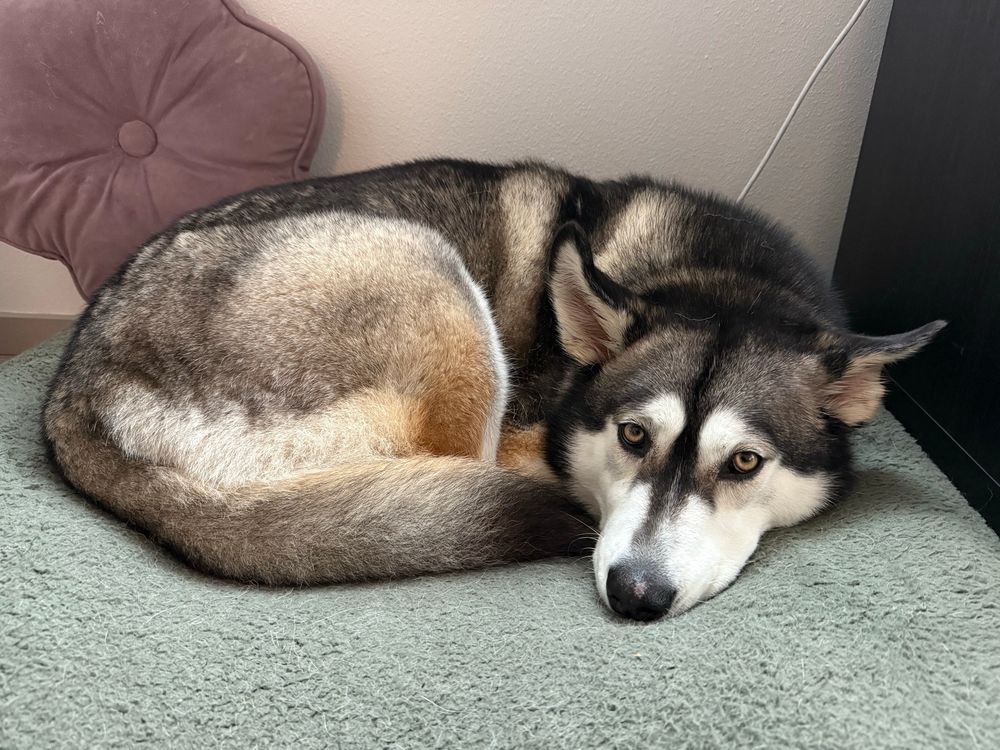 Husky mix circled in a perfect oval. It’s Jazz