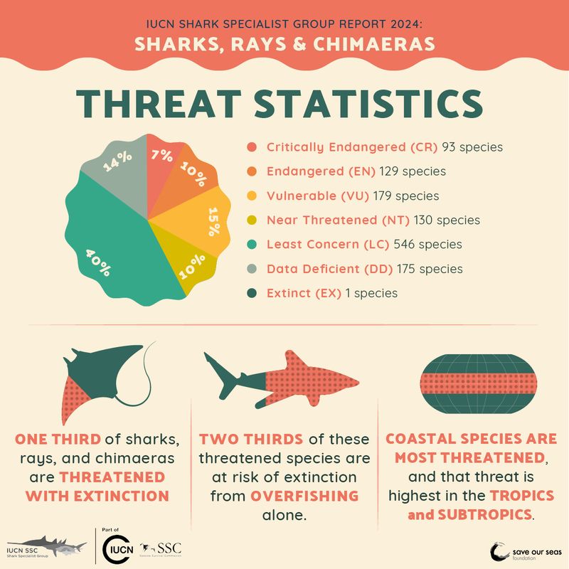 Infographic highlighting the threatened status of sharks and their relatives 
