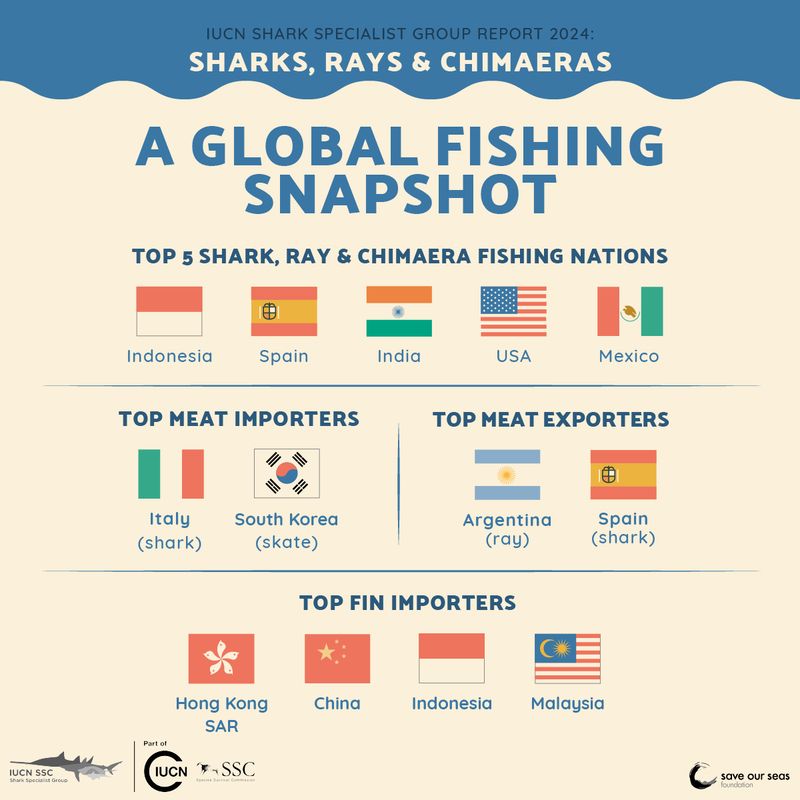 Infographic showing the top shark fishing nations 