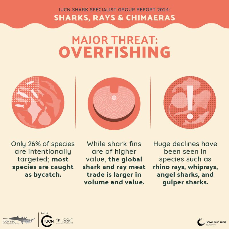 Infographic showing that the shark meat trade is larger than the shark fin trade 