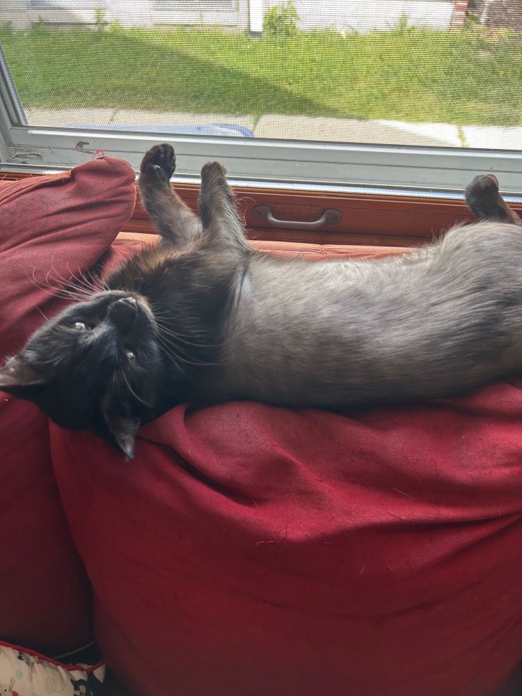 Black cat lying upside down on the back of a couch 