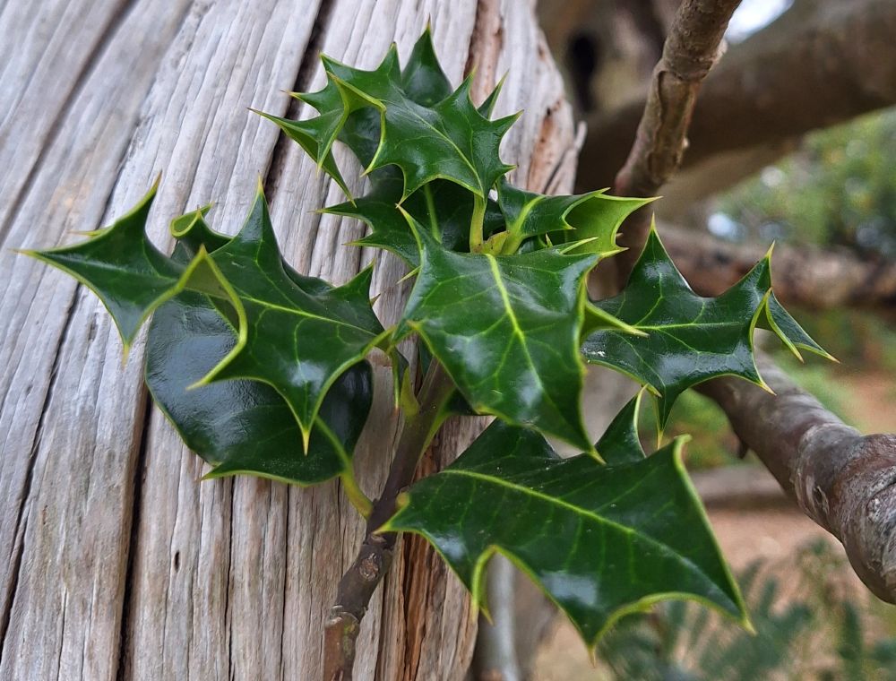 Holly growing on dead wood